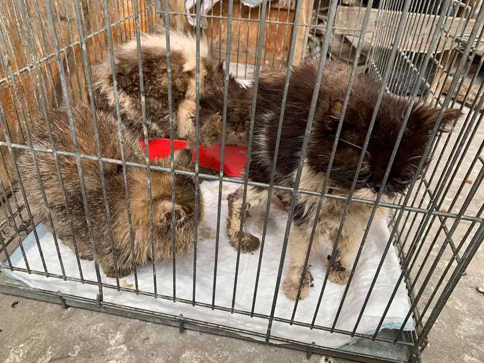 Спасенные котята